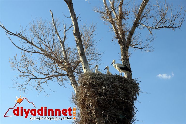 göç denemeleri uçma yolculuğuna Kanat leylekler, hazırlanıyor AĞRI yapan yavru çırparak - 10