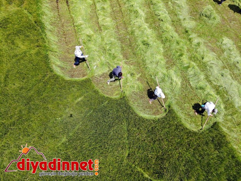 Ağrı nın dağlık köylerinde çiftçilerin asırlık tırpanlarla zorlu ot biçme mesaisi2
