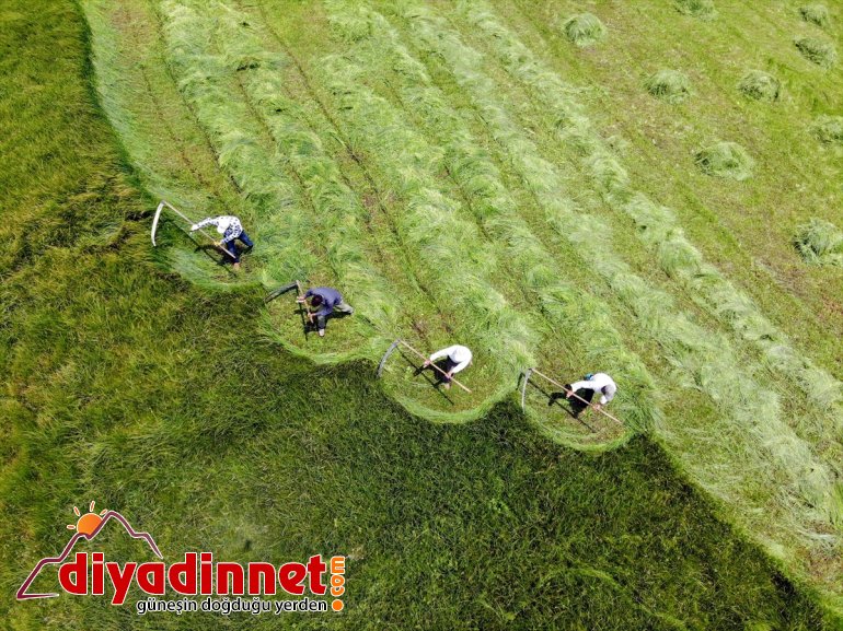 Ağrı nın dağlık köylerinde çiftçilerin asırlık tırpanlarla zorlu ot biçme mesaisi11