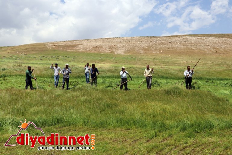 Ağrı nın dağlık köylerinde çiftçilerin asırlık tırpanlarla zorlu ot biçme mesaisi12