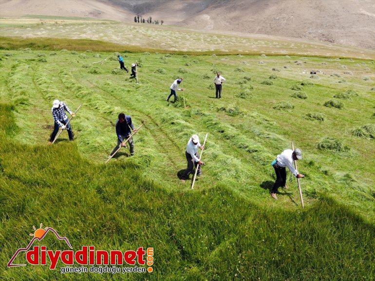 Ağrı nın dağlık köylerinde çiftçilerin asırlık tırpanlarla zorlu ot biçme mesaisi14