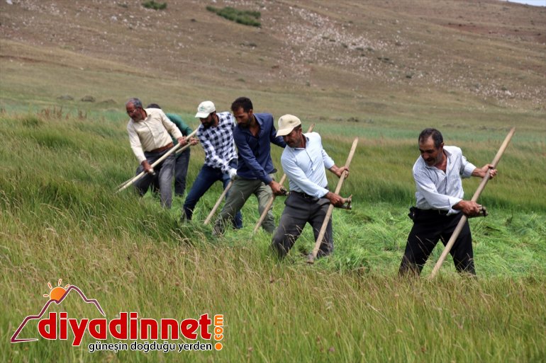 Ağrı nın dağlık köylerinde çiftçilerin asırlık tırpanlarla zorlu ot biçme mesaisi15