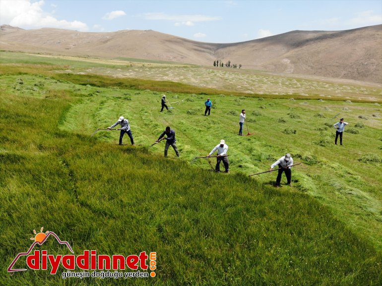 Ağrı nın dağlık köylerinde çiftçilerin asırlık tırpanlarla zorlu ot biçme mesaisi16