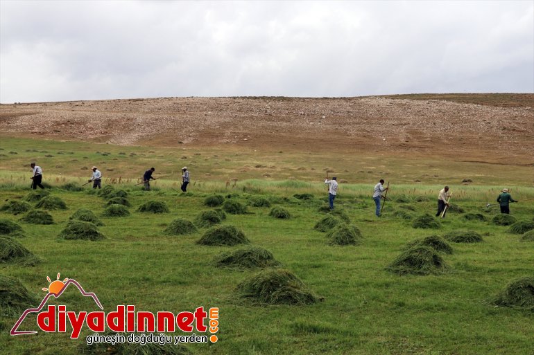 Ağrı nın dağlık köylerinde çiftçilerin asırlık tırpanlarla zorlu ot biçme mesaisi17