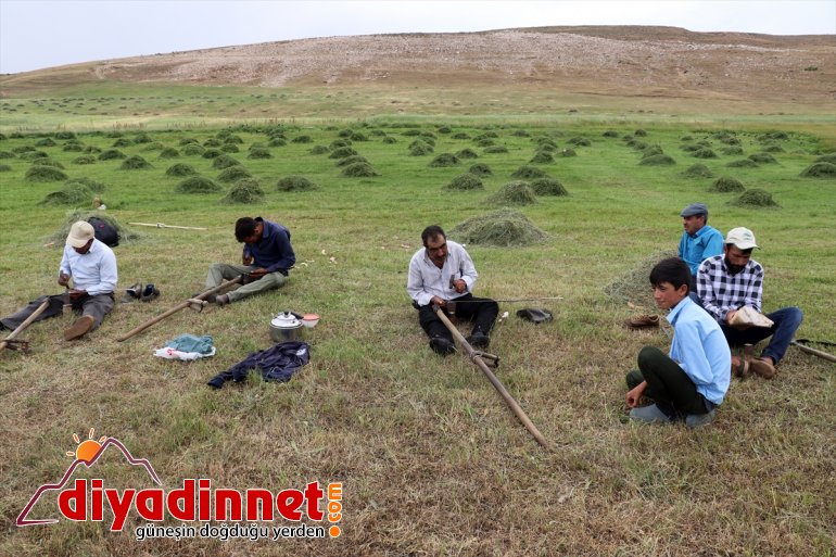 Ağrı nın dağlık köylerinde çiftçilerin asırlık tırpanlarla zorlu ot biçme mesaisi3