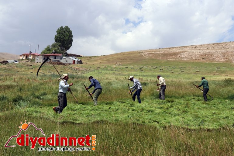 Ağrı nın dağlık köylerinde çiftçilerin asırlık tırpanlarla zorlu ot biçme mesaisi4