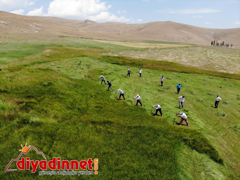 Ağrı nın dağlık köylerinde çiftçilerin asırlık tırpanlarla zorlu ot biçme mesaisi5