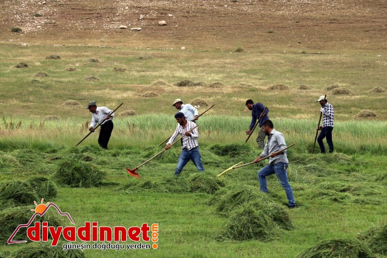 Ağrı nın dağlık köylerinde çiftçilerin asırlık tırpanlarla zorlu ot biçme mesaisi6