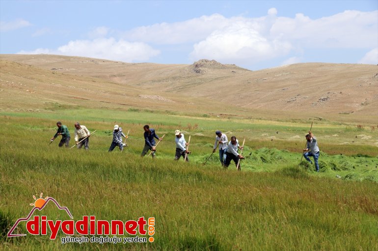 Ağrı nın dağlık köylerinde çiftçilerin asırlık tırpanlarla zorlu ot biçme mesaisi7
