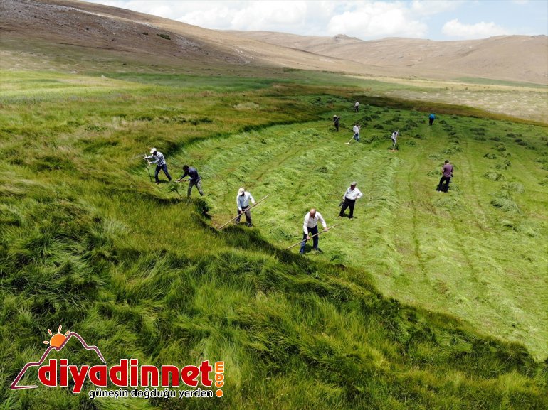 Ağrı nın dağlık köylerinde çiftçilerin asırlık tırpanlarla zorlu ot biçme mesaisi8