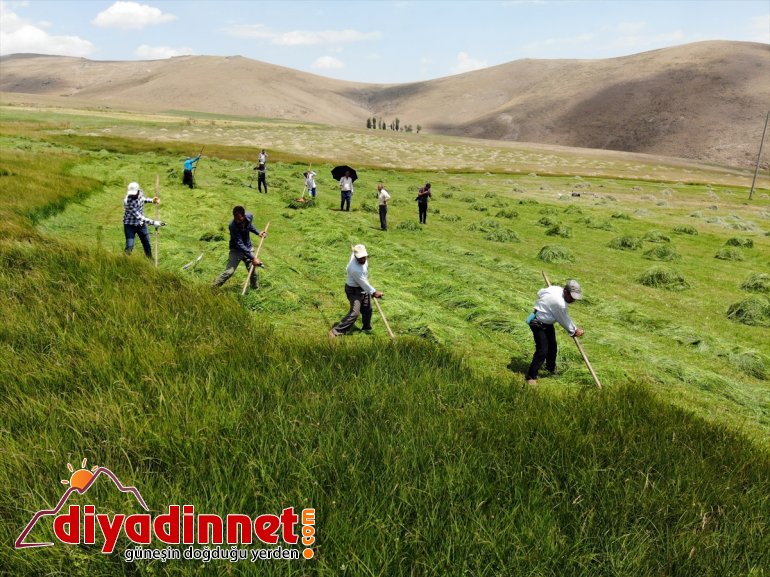 Ağrı nın dağlık köylerinde çiftçilerin asırlık tırpanlarla zorlu ot biçme mesaisi9