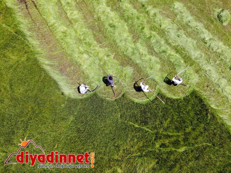 Ağrı nın dağlık köylerinde çiftçilerin asırlık tırpanlarla zorlu ot biçme mesaisi10