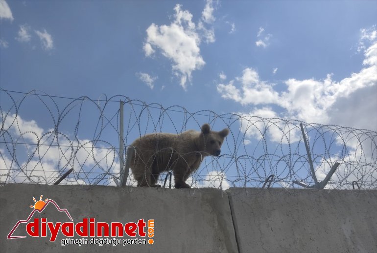 Ağrı'da sınırdaki güvenlik duvarının üzerinde mahsur kalan yavru ayı kurtarıldı