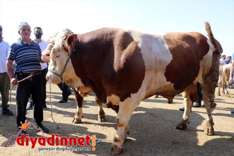 Ağrı'da bir tonluk boğalar alıcılarını bekliyor