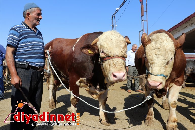 bekliyor alıcılarını bir tonluk Ağrı