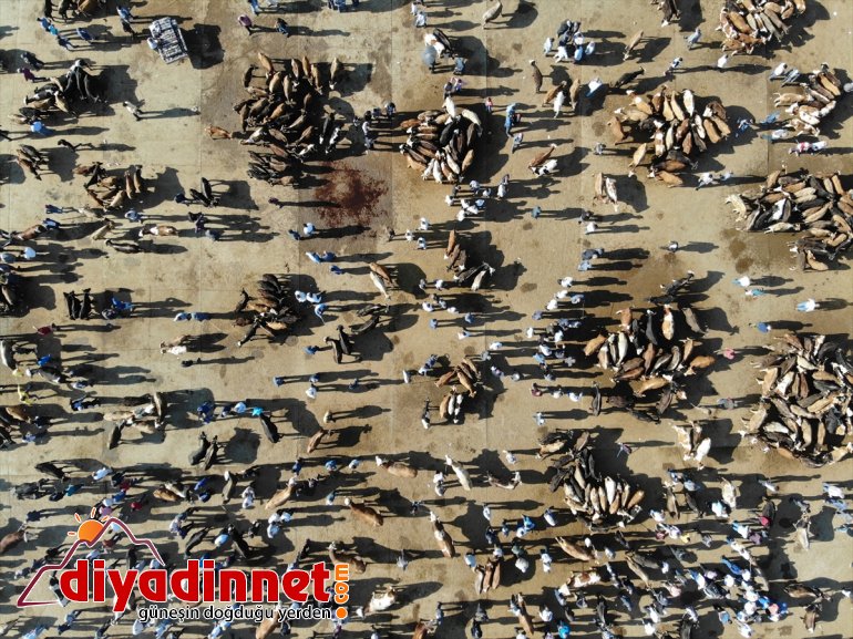 bekliyor bir boğalar Ağrı