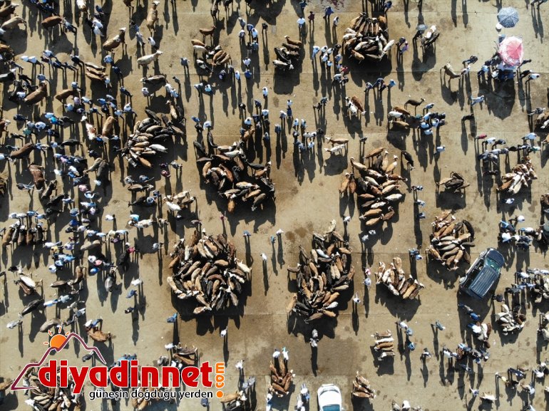 bekliyor boğalar alıcılarını Ağrı