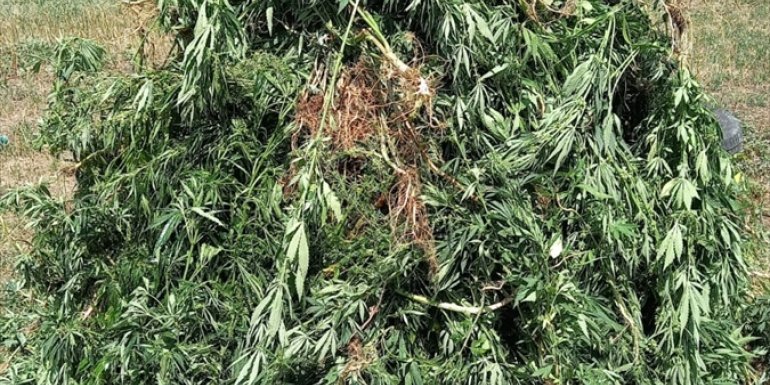 Ardahan'da 25 bin 600 kök Hint keneviri imha edildi