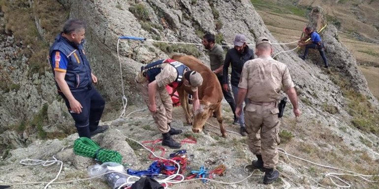 Ardahan'da kayalıkta mahsur kalan tosunu jandarma ve AFAD ekipleri kurtardı