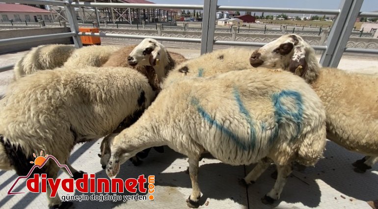 Belçika da yaşayan hayırseverlerin kurbanlıkları Diyadin de kesildi2