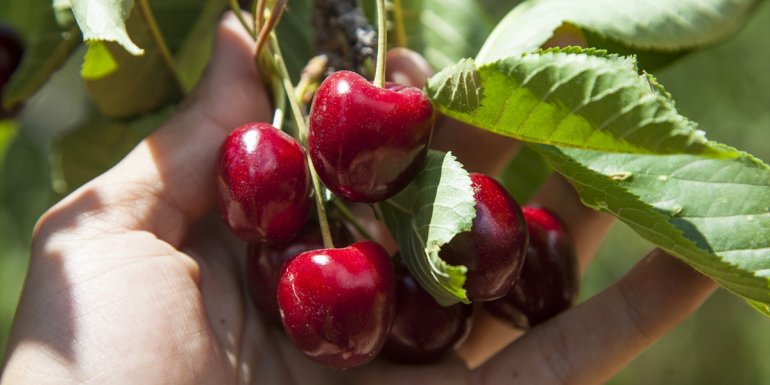 Ahlat'ta yetiştirilen kirazlar ülkenin dört bir yanına gönderiliyor