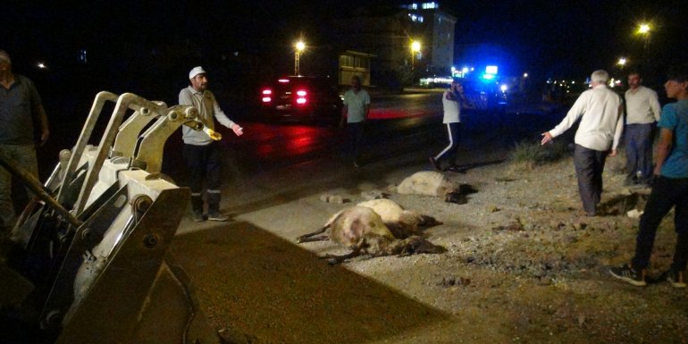 Bitlis'te kamyonetin çarptığı koyunlar telef oldu