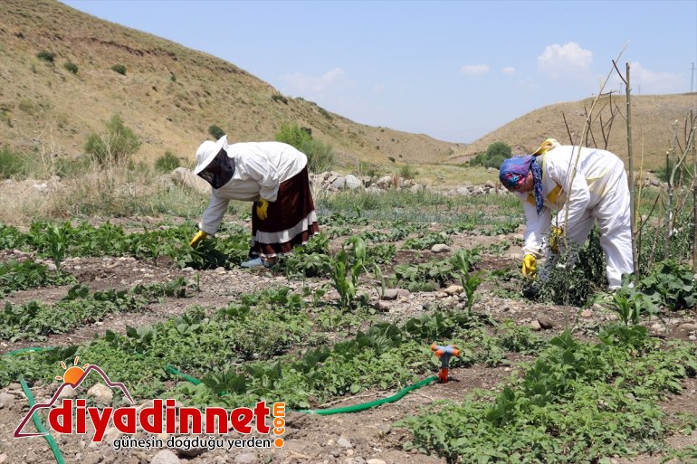 Karadeniz'in çalışkan kadınları Ağrı yaylalarında zorlu bal mesaisinde