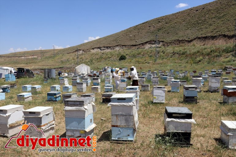 zorlu bal destekli) kadınları mesaisinde (Drone çalışkan yaylalarında Karadeniz