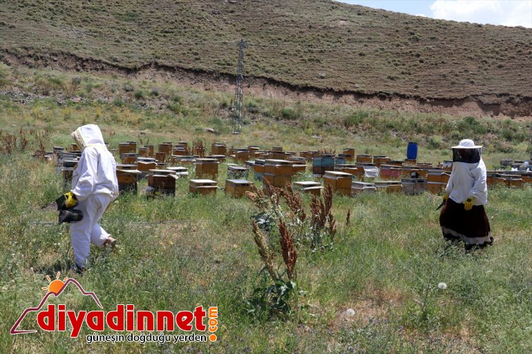 (Drone Ağrı yaylalarında çalışkan Karadeniz