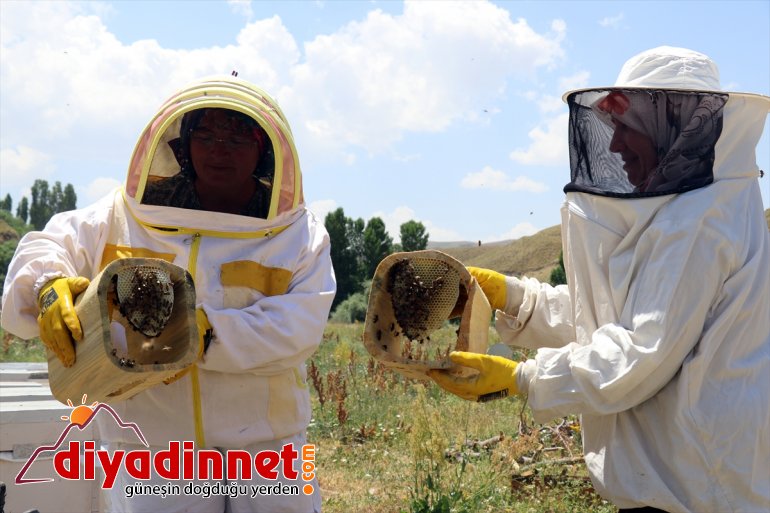 destekli) kadınları Ağrı çalışkan (Drone yaylalarında bal Karadeniz