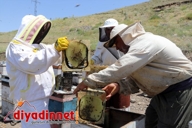 bal zorlu Ağrı destekli) Karadeniz