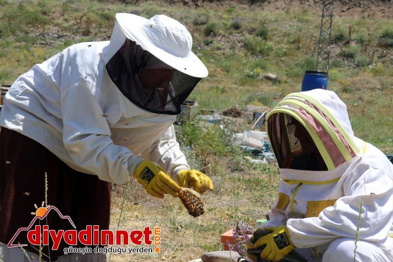 kadınları Ağrı yaylalarında Karadeniz