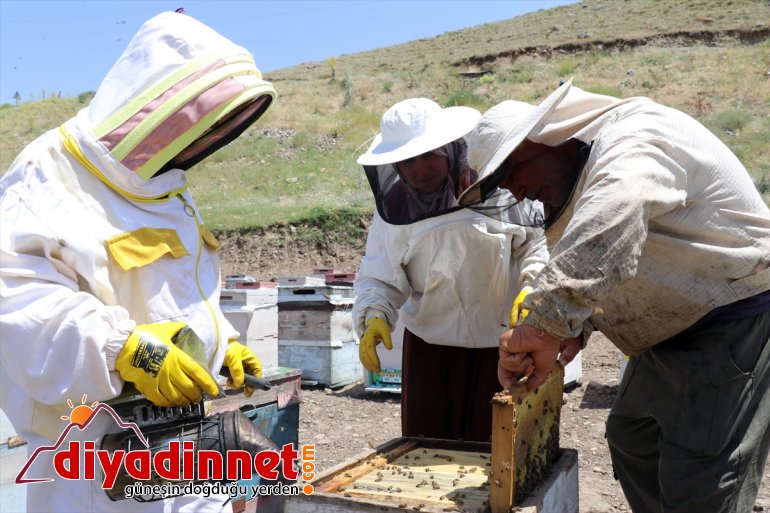 Ağrı (Drone kadınları mesaisinde bal zorlu çalışkan yaylalarında Karadeniz