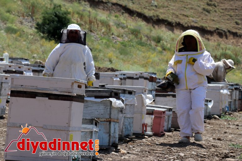 destekli) Ağrı (Drone bal mesaisinde zorlu yaylalarında kadınları çalışkan Karadeniz
