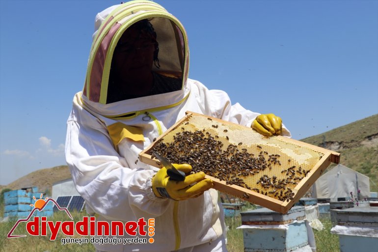 zorlu çalışkan kadınları yaylalarında mesaisinde Ağrı bal destekli) Karadeniz