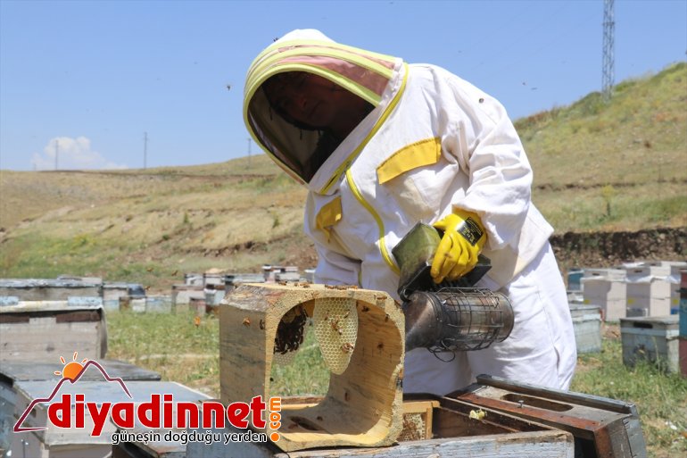 (Drone mesaisinde Ağrı bal yaylalarında çalışkan Karadeniz