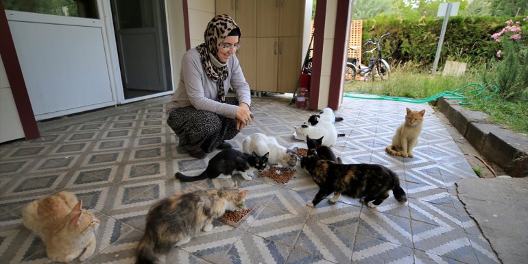 Elazığ'da belediye başkanı "can dostlara" anne şefkatiyle bakıyor