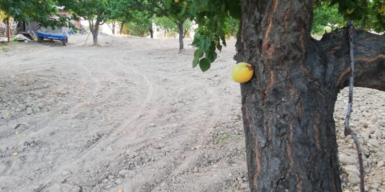 Elazığ'da bir bahçede kayısı meyvesi, ağacın dalında değil gövdesinde çıktı
