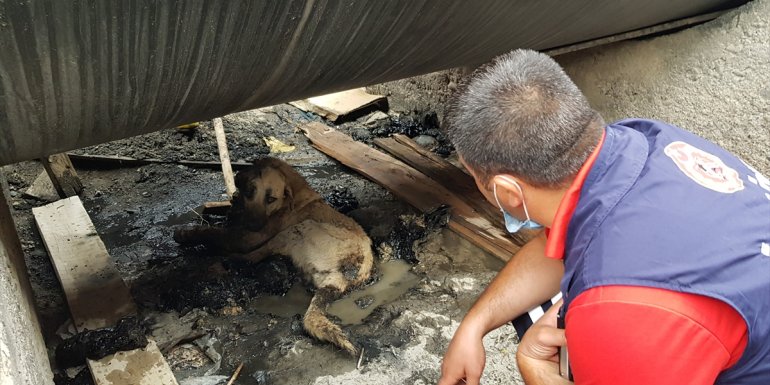 Erzincan'da zifte batan yaralı köpeği itfaiye ekipleri kurtardı
