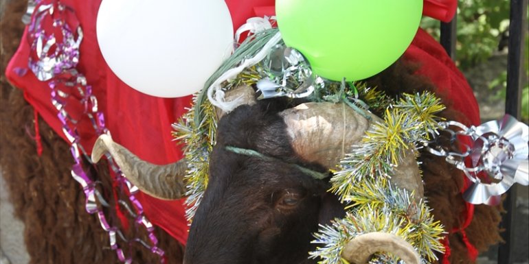 Asırlık "kurbanlık koç" geleneğini nişanlı çifti mutlu ederek yaşattılar
