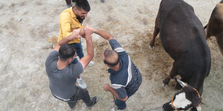 Erzurum, Erzincan, Ağrı ve Kars'ta canlı hayvan pazarında hareketlilik arttı