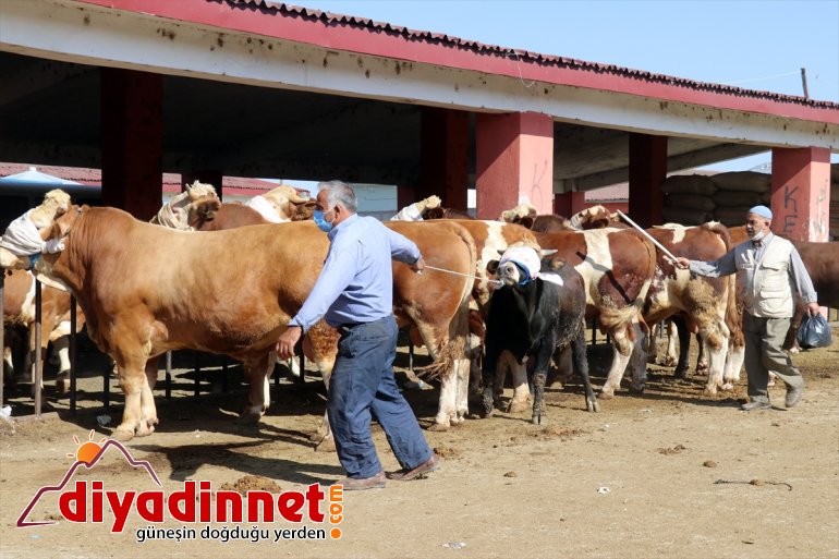 Hayvancılık merkezi Ağrı