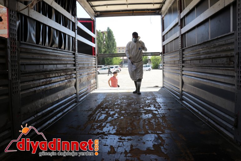 Hayvancılık merkezi Ağrı dan batı illerine kurbanlık sevkiyatı hız kazandı2