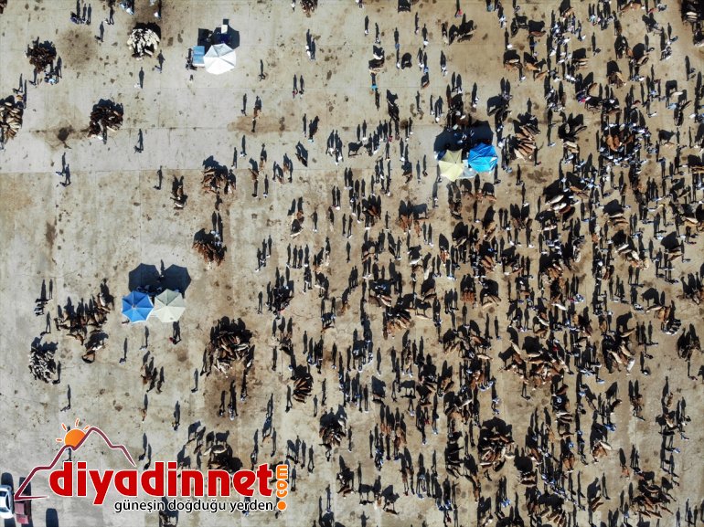 Hayvancılık merkezi Ağrı dan batı illerine kurbanlık sevkiyatı hız kazandı12