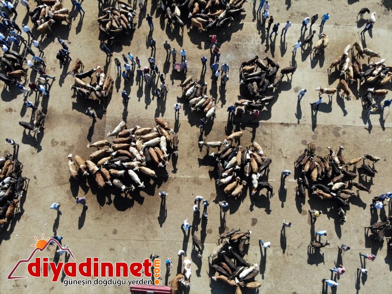 Hayvancılık merkezi Ağrı dan batı illerine kurbanlık sevkiyatı hız kazandı13