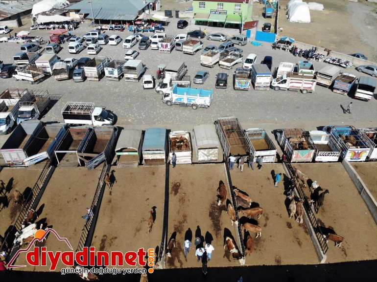 Hayvancılık merkezi Ağrı dan batı illerine kurbanlık sevkiyatı hız kazandı14
