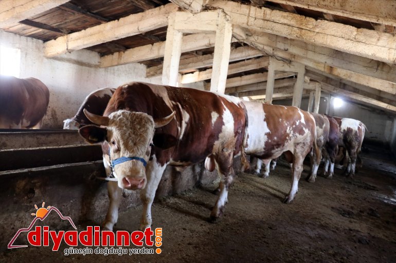 Hayvancılık merkezi Ağrı dan batı illerine kurbanlık sevkiyatı hız kazandı15