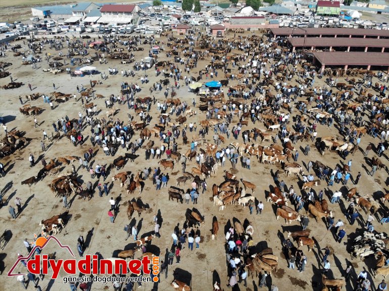 Hayvancılık merkezi Ağrı dan batı illerine kurbanlık sevkiyatı hız kazandı16