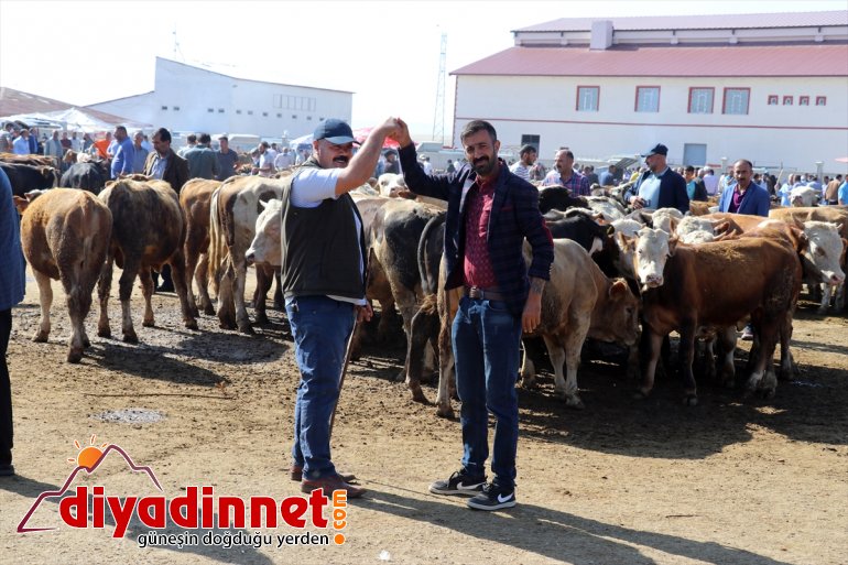 Hayvancılık merkezi Ağrı dan batı illerine kurbanlık sevkiyatı hız kazandı17