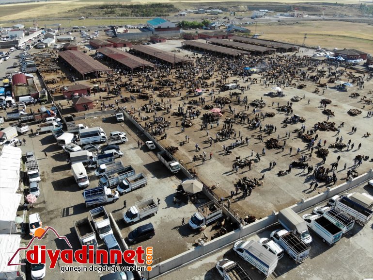 Hayvancılık merkezi Ağrı dan batı illerine kurbanlık sevkiyatı hız kazandı18